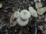 Lactarius cinereus image