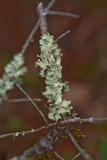 Allocetraria oakesiana image