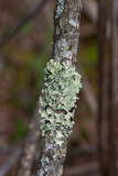 Allocetraria oakesiana image