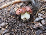 Suillus brunnescens image
