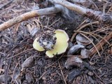 Suillus brunnescens image