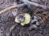 Suillus brunnescens image