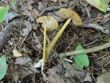 Entoloma luteum image