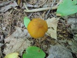 Entoloma luteum image