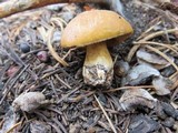 Suillus tomentosus image