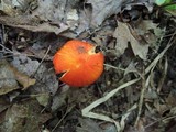 Hygrocybe aurantiosplendens image