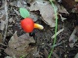 Hygrocybe aurantiosplendens image