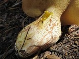 Suillus subalpinus image