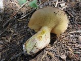 Suillus subalpinus image