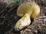 Suillus subalpinus image