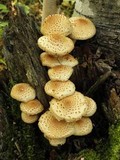 Pholiota squarrosoides image