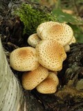 Pholiota squarrosoides image