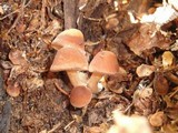 Psathyrella piluliformis image