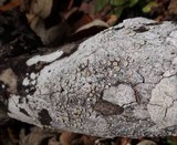 Ochrolechia oregonensis image