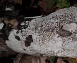 Ochrolechia oregonensis image