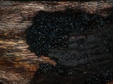 Exidia nigricans image