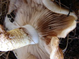 Pholiota brunnescens image