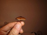 Psilocybe montana image
