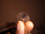 Psilocybe montana image