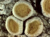 Ochrolechia oregonensis image