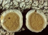 Ochrolechia oregonensis image