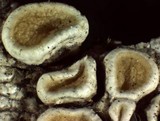 Ochrolechia oregonensis image
