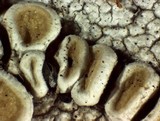 Ochrolechia oregonensis image