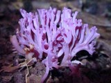 Clavaria zollingeri image