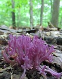 Clavaria zollingeri image