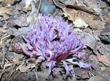 Clavaria zollingeri image