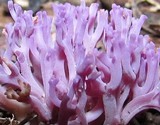 Clavaria zollingeri image