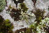Ramalina americana image