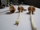 Conocybe apala image