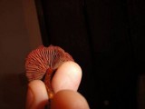 Cortinarius sanguineus image