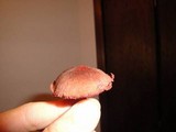 Cortinarius sanguineus image