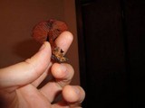 Cortinarius sanguineus image