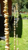 Marasmius oreades image