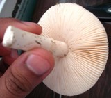 Amanita tuza image
