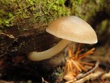 Pluteus americanus image