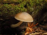 Pluteus americanus image