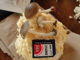 Pluteus americanus image