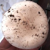Amanita tuza image