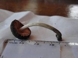 Pluteus americanus image