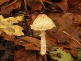 Lepiota clypeolaria image