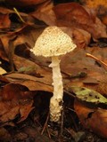 Lepiota clypeolaria image