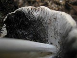 Coprinellus flocculosus image