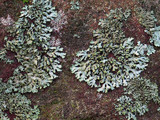 Phaeophyscia rubropulchra image