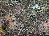 Phaeophyscia rubropulchra image