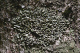 Phaeophyscia rubropulchra image