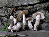 Amanita excelsa image